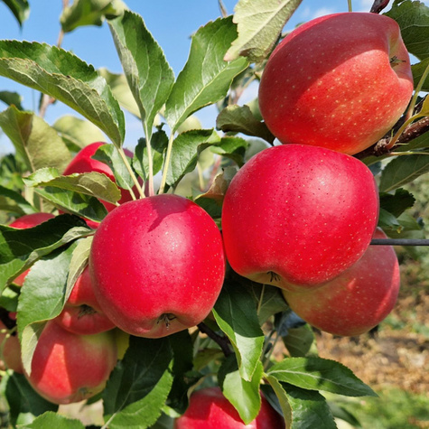 Jabłoń typu Gala Must START PACK