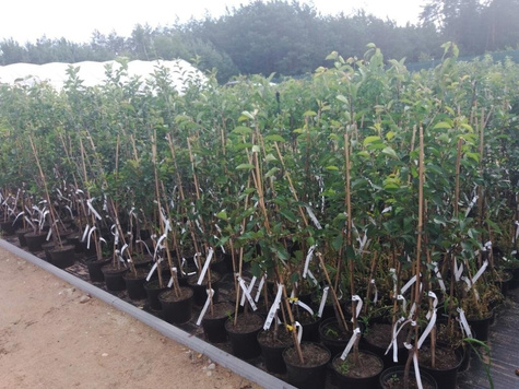 Jabłoń Grafsztynek Inflancki w doniczce