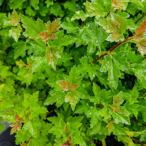 Porzeczka alpejska (P9)