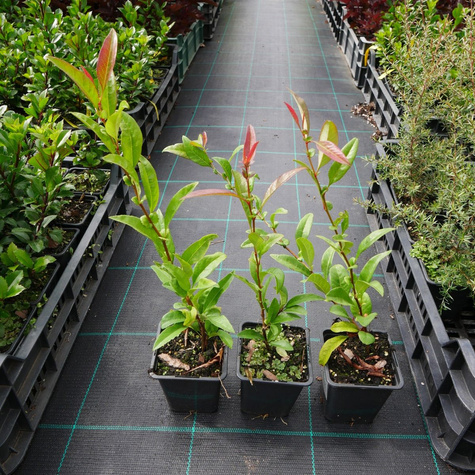 Pigwowiec okazały Nivalis Ozdobny Obronny na Nalewki