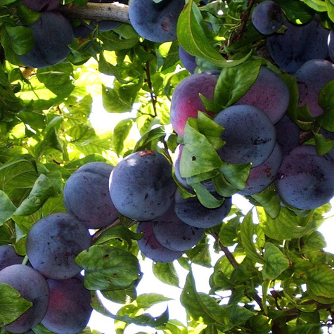 Śliwa japońska Angelo START PACK