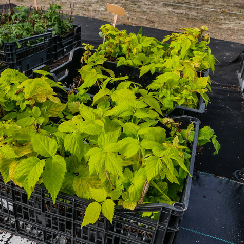 Malina Groovy żółte liście w doniczce