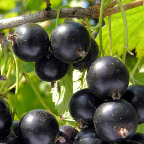 Porzeczka czarna START PACK