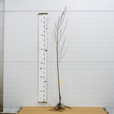 Brzoskwinia Katherina do ciast i konfitur