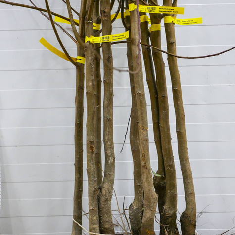 Śliwomorela Dapple Dandy