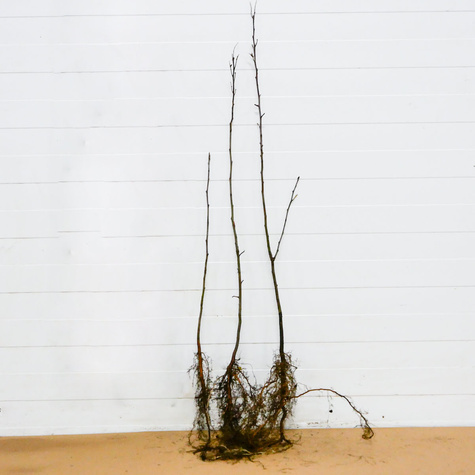 Jabłoń Dzika Płonka Plant Pack