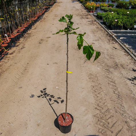 Morwa Czarna Pendula szczepiona na pniu