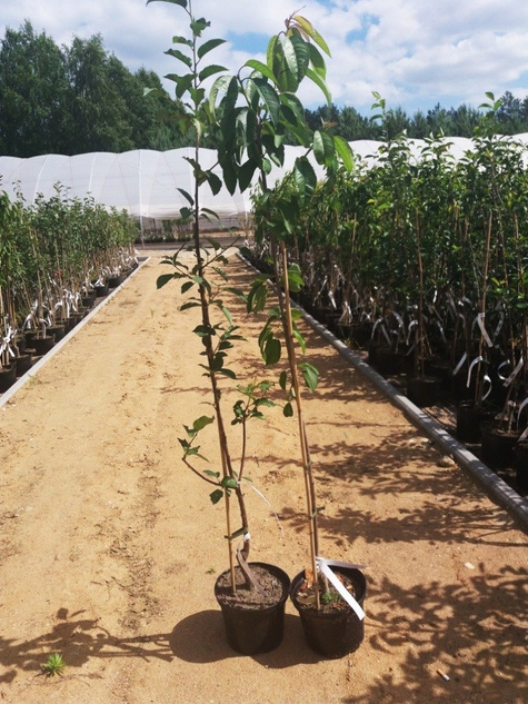 Jabłoń Cortland doniczka