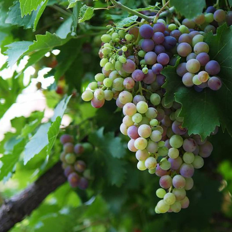 Winorośl winogrona Cascade