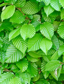 Grab Pospolity Plant Pack