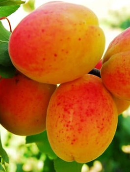 Morela Krasen Kijewski START PACK