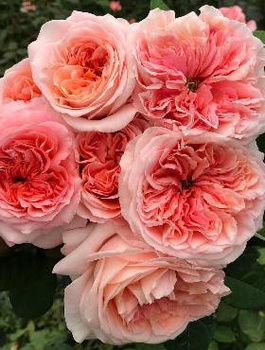 Róża rabatowa Chippendale pomarańczowa balot