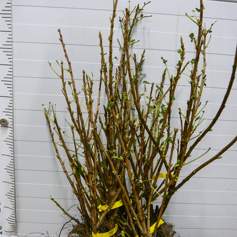 Porzeczka czarna START PACK