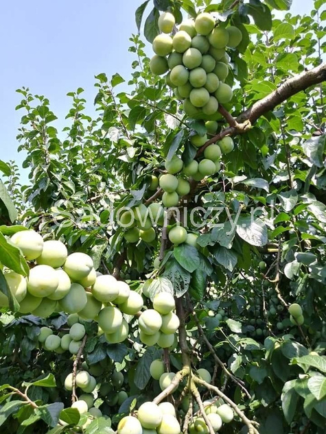 Śliwa Renkloda Ulena w doniczce C2