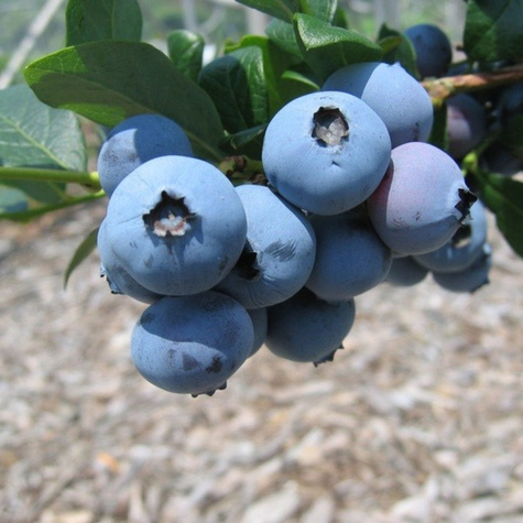 Borówka amerykańska DENISE BLUE w doniczce