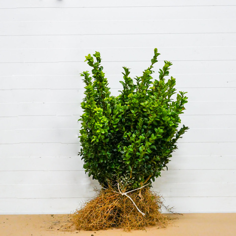 Bukszpan Pospolity Zwyczajny Plant Pack