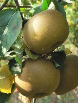 Półkarłowa Jabłoń Szara Reneta