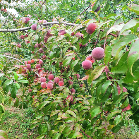 Brzoskwinia Modrinka Start Pack