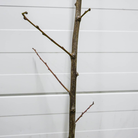 Śliwko-morela kolumnowa Miracose START PACK