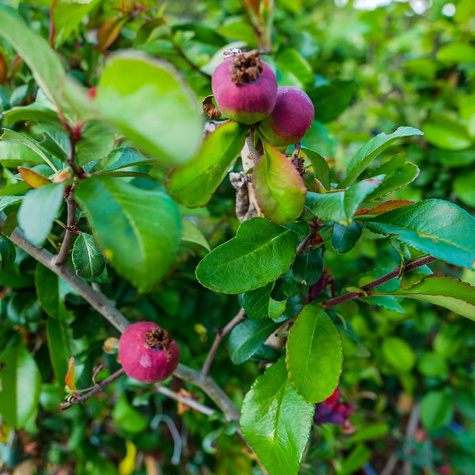 Pigwowiec pośredni Crimson and Gold Ozdobny na Nalewki (P9)