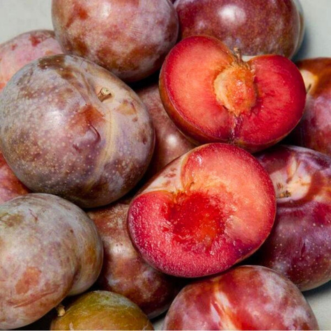 Śliwomorela Dapple Dandy
