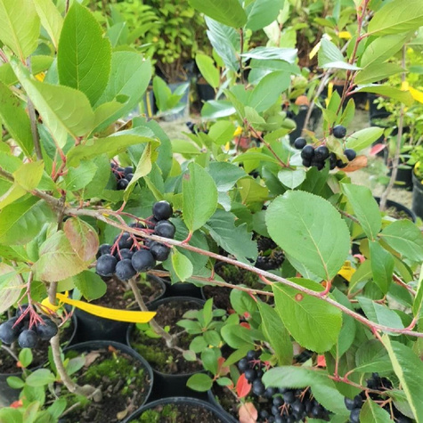 Aronia Czarnoowocowa Nero (C2)