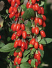 Big Berry