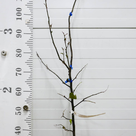 Pigwa Champion START PACK