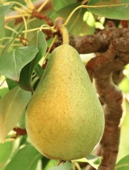 Grusza Alfa najwcześniejsza  START PACK