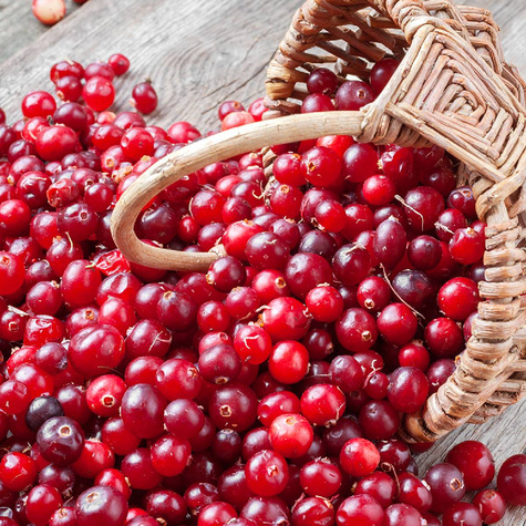 Żurawina wielkoowocowa Ben Lear duże owoce P9