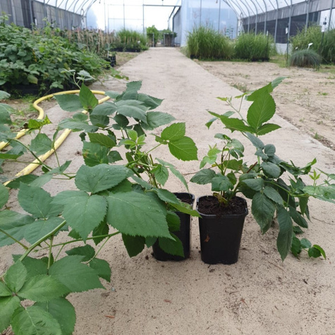 Jeżyna bezkolcowa Thornfree sadzonki