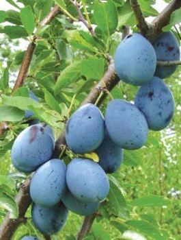 Śliwa typ Polinka START PACK