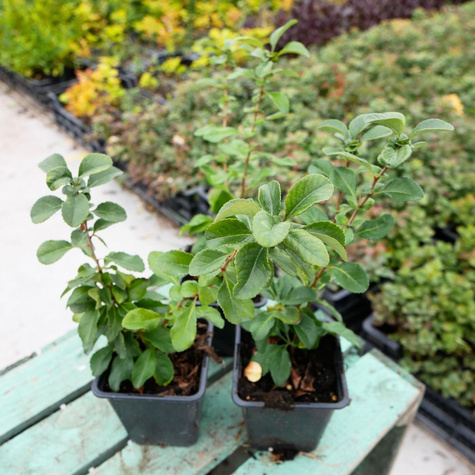 Pigwowiec japoński Sargentii (C2)