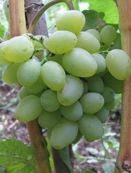 Winorośl winogrono Muskat Zaporożskij