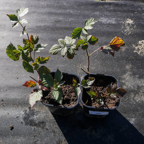 Jeżyna wielkoowocowa Loch Ness w doniczce