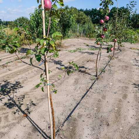 Jabłoń Red Lobo START PACK