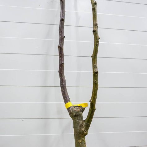 Duo Śliwa Węgierka Wczesna+ Early Orange Plant Pack