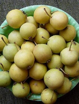 Grusza azjatycka Shineseiki w doniczce (C2)