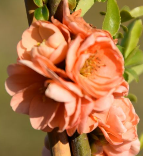 Pigwowiec pośredni Cameo (C2)