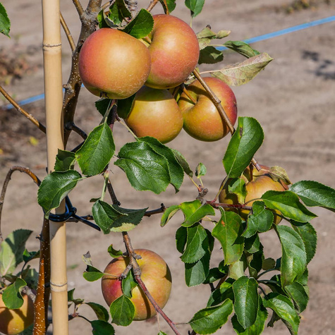 Jabłoń typu Renora START PACK