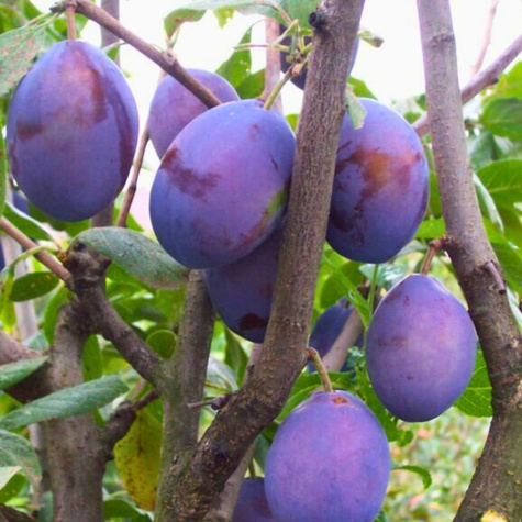 Śliwa Bluefree duże owoce Plant Pack