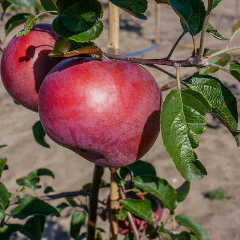 Jabłoń Fantazja START PACK