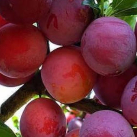 Śliwko-brzoskwinia Śliwobrzoskwinia Kubań START PACK ®