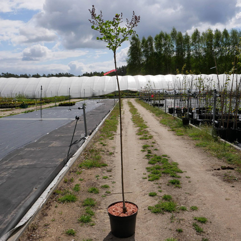 Lilak Meyera Palibin Bez na Pniu Miniaturka Pachnący (C2)