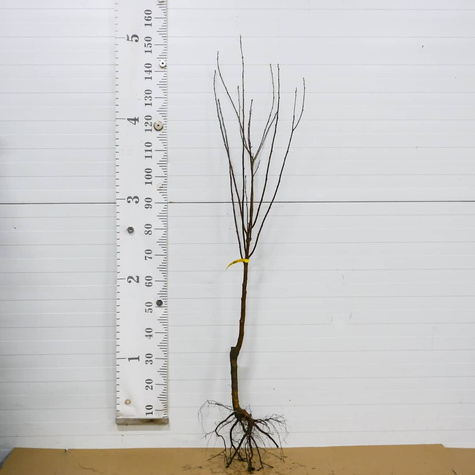 Wiśnia Nana Start Pack