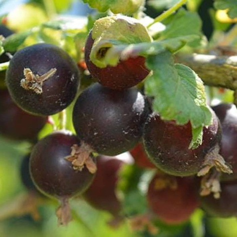 Porzeczko-agrest na pniu w doniczce