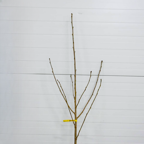 Półkarłowa Czereśnia Słodkie Serce Sweetheart START PACK