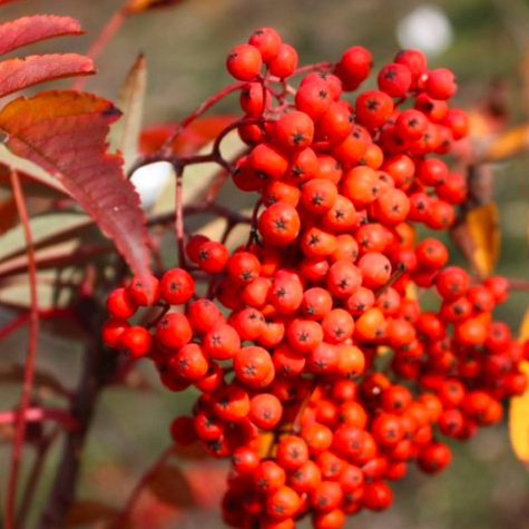 Jarząb jadalny Navezhinskaja