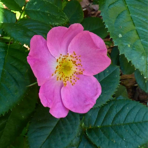 Róża dzika na żywopłot Plant Pack