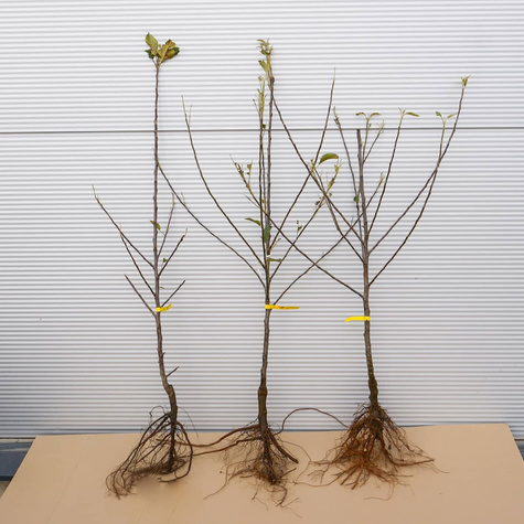 Jabłoń Cortland Wicki